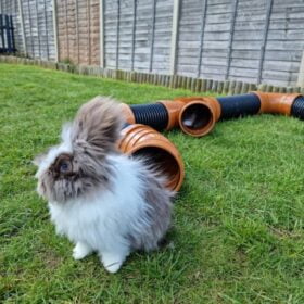 category and product image of rabbit tunnel burrow pipe pet tunnel pipe