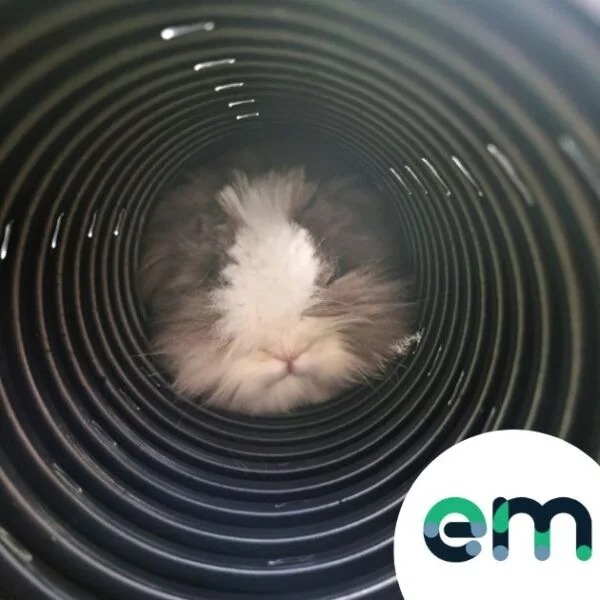 photograph of rabbit inside the rabbit tunnel burrow pipe with logo