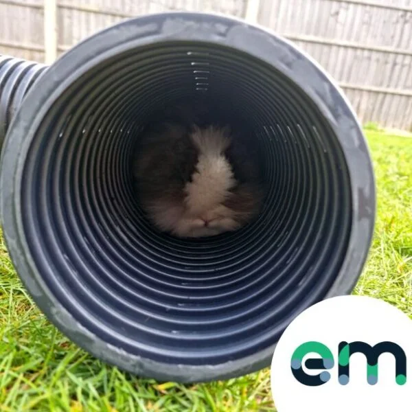 photo showing rabbit inside rabbit tunnel burrow pipe