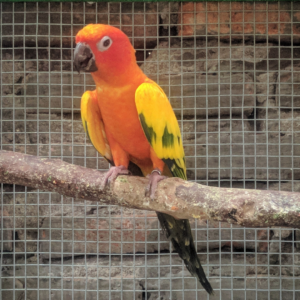 gallery image of aviary mesh on a parrot enclosure