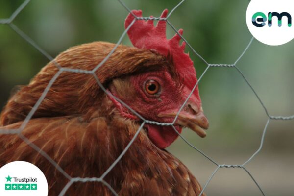 the-ultimate-guide-to-chicken-wire-blog-header-image